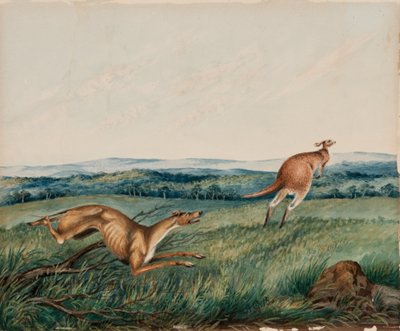 Dog Chasing a Kangaroo by Adam Gustavus Ball